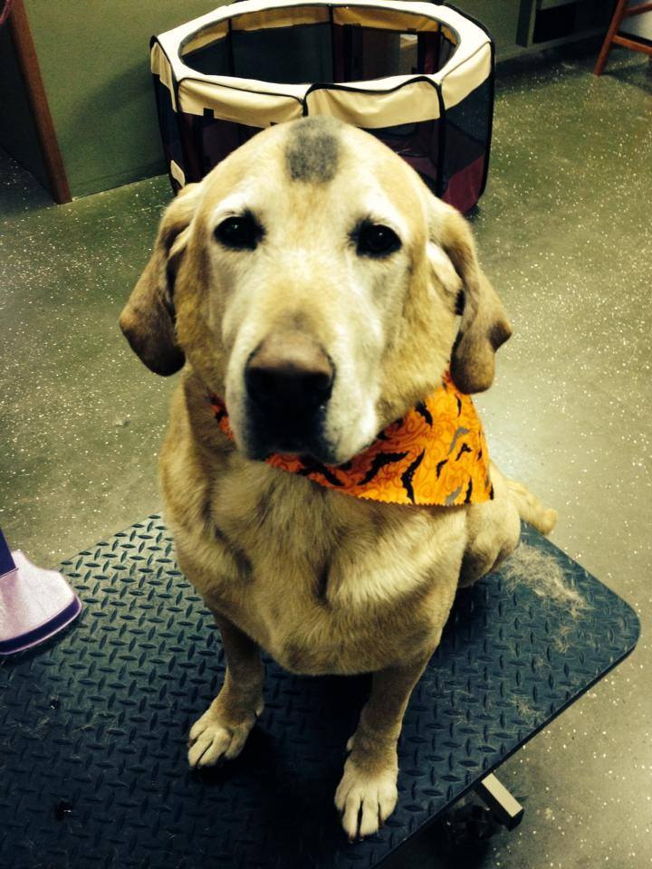 Addons Animal House Pet Spa, Weaverville, NC pet groomer, grooming